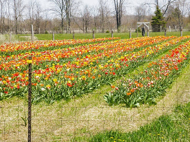 istock Rows of spring tulips beyond fence 494277833
