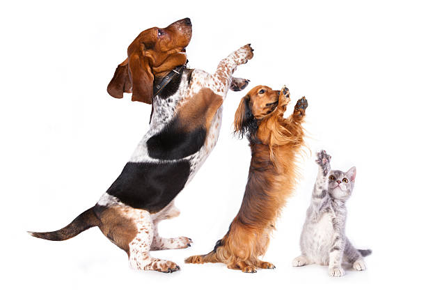 istock group of dogs 494277901