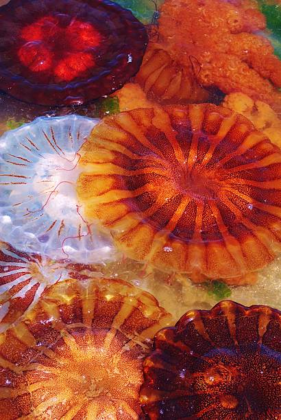 istock Jellyfish In The Wild, Paracus Beach, Peru 494279181