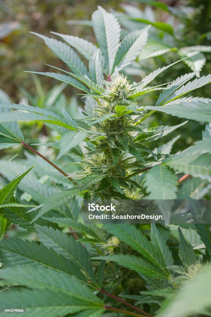 Marijuana Plant Marijuana plant outside, close up. 2015 Stock Photo
