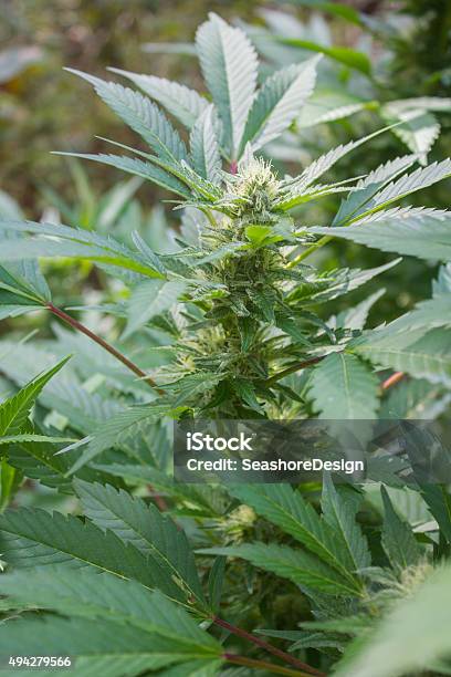 Marijuana Plant Stock Photo - Download Image Now - 2015, Bud, Cannabis - Narcotic
