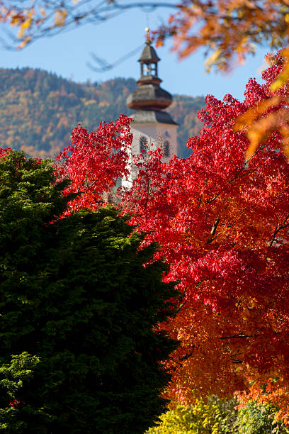 istock maple tree in autumn, frohnleiten,styria,austria 494279638