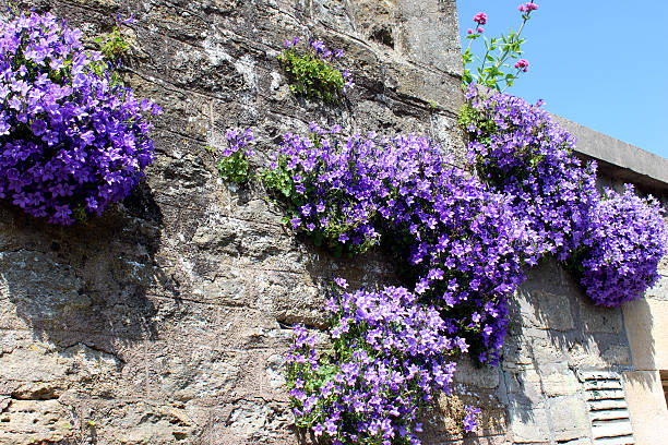 Photo showing a mass of purple flowers on a common harebell, which is pictured growing on a stone wall, in a tiny pocket of soil, and is clearly thriving in this sunny, dry position.  Other names for this plant include Wall bellflower, Dalmatian bellflower and Adria bellflower, while the official Latin name is: Campanula portenschlagiana.  This seasonal plant (flowering in late spring / early summer) is ideal for a rockery / rock garden, although it can be invasive.
