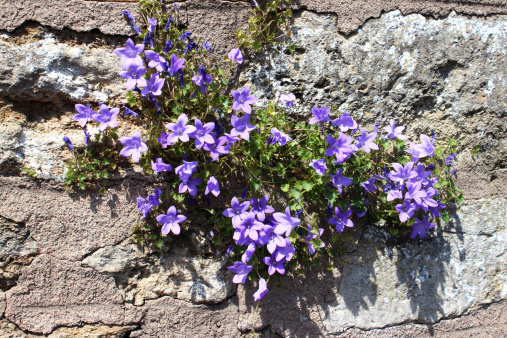 Photo showing a mass of purple flowers on a common harebell, which is pictured growing on a stone wall, in a tiny pocket of soil, and is clearly thriving in this sunny, dry position.  Other names for this plant include Wall bellflower, Dalmatian bellflower and Adria bellflower, while the official Latin name is: Campanula portenschlagiana.  This seasonal plant (flowering in late spring / early summer) is ideal for a rockery / rock garden, although it can be invasive.