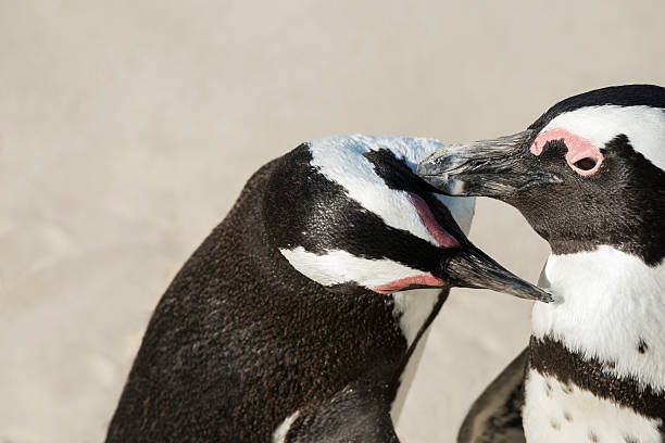 istock Close up view of two African penguins 494280643