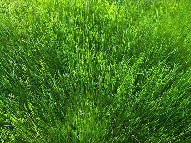 fond herbe verte haute - grass tall timothy grass field photos et images de collection