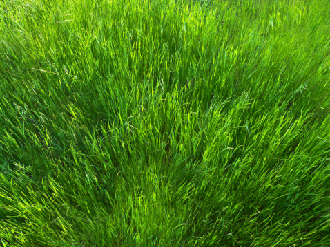 An overhead view of an overgrown lawn.