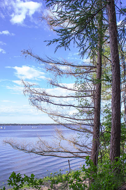 istock Portrait Tree looking over bay with sailboats 494281871