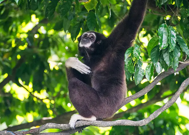 A Siamang (Gibbon) amongst the tree canopy in wildlife during a safari.