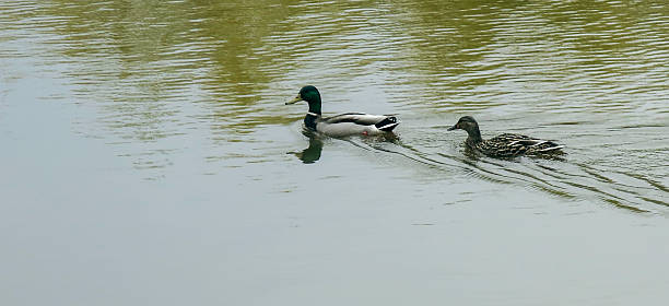istock Male and female mallards 494282073