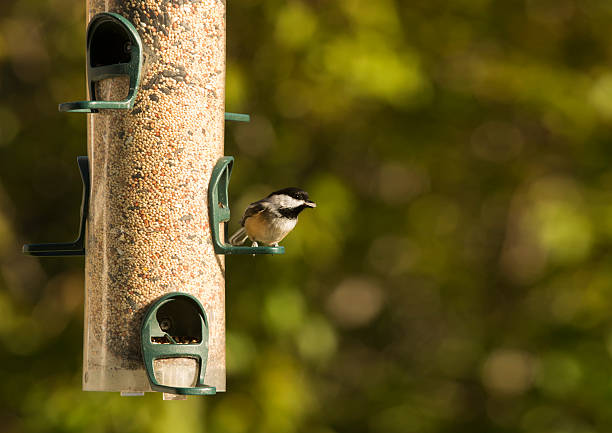 istock Black-Capped Chickadee at a Bird Feeder 494282224