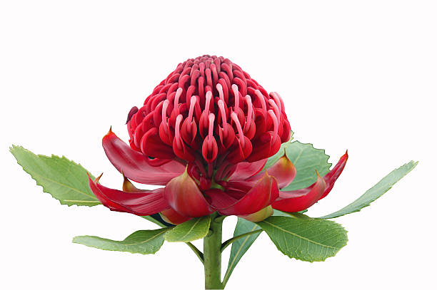 Waratah Waratah flower on white background waratah stock pictures, royalty-free photos & images