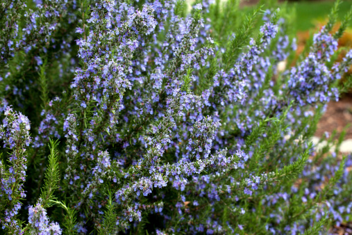 Blossoming rosemary plant