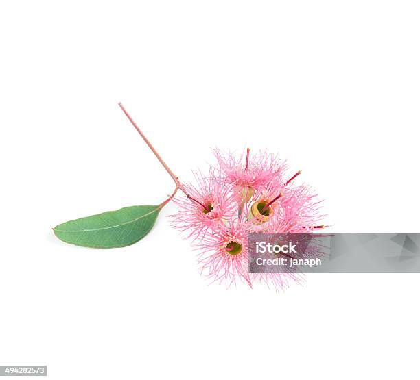 Eucalyptus Flowers Stock Photo - Download Image Now - Blossom, Branch - Plant Part, Close-up