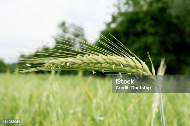 Campo Di Orzo - Fotografie stock e altre immagini di Agricoltura - Agricoltura, Alimentazione sana, Ambientazione esterna