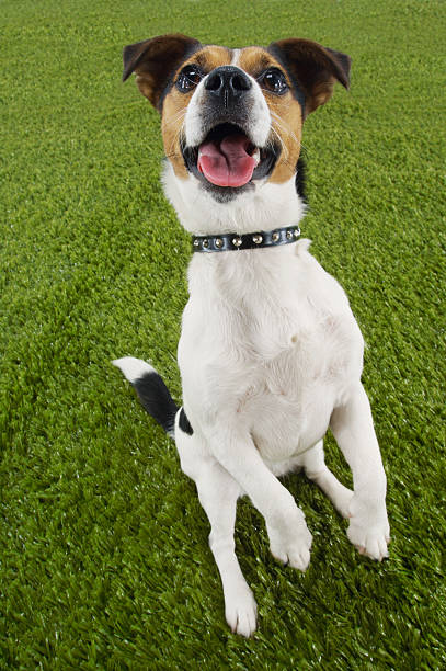 istock Jack Russell Terrier Sitting Up 494283269