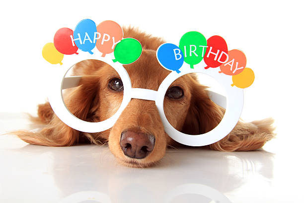 Happy Birthday dog stock photo