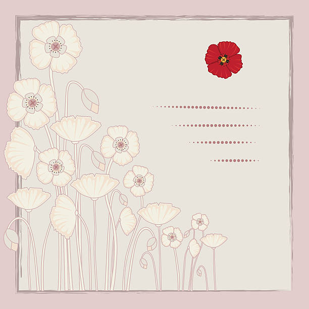 ilustrações, clipart, desenhos animados e ícones de dia do armistício fundo de papoula - poppy corn poppy remembrance day single flower