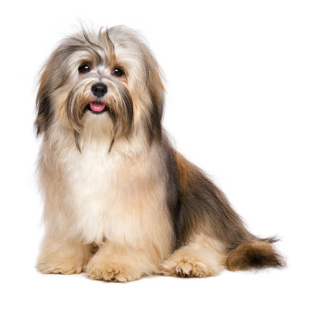 istock Beautiful happy young Bichon Havanese dog 494285356