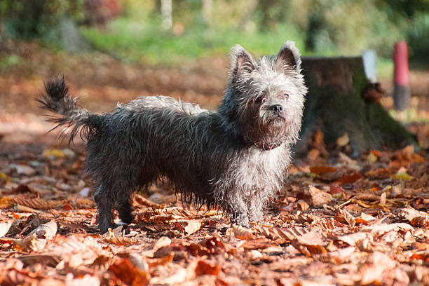 istock Little dog in the forest 494286204