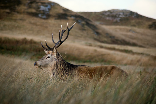 Red Deer stag on the isle of Jura during rutting season