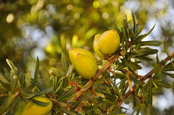Argan fruits on a branch - Agadir, Morocco stock photo