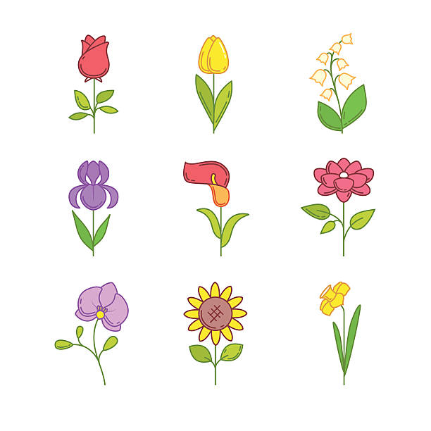 인기 있는 꽃 blossoming 웨딩 - tulip sunflower single flower flower stock illustrations