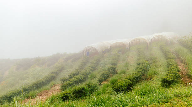 Zielona herbata farm z misty mgła w Tajlandii – zdjęcie