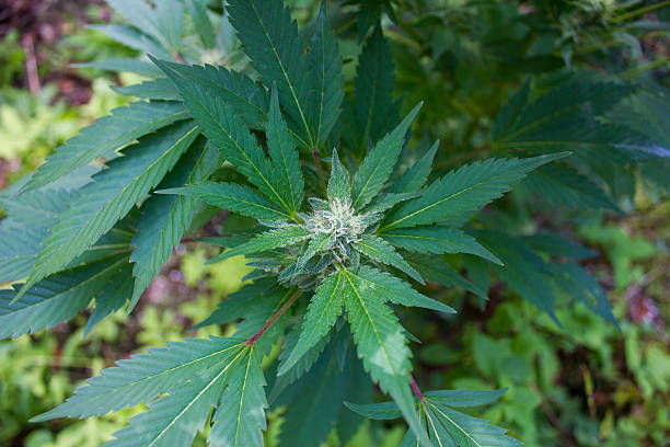 Marijuana Plant stock photo