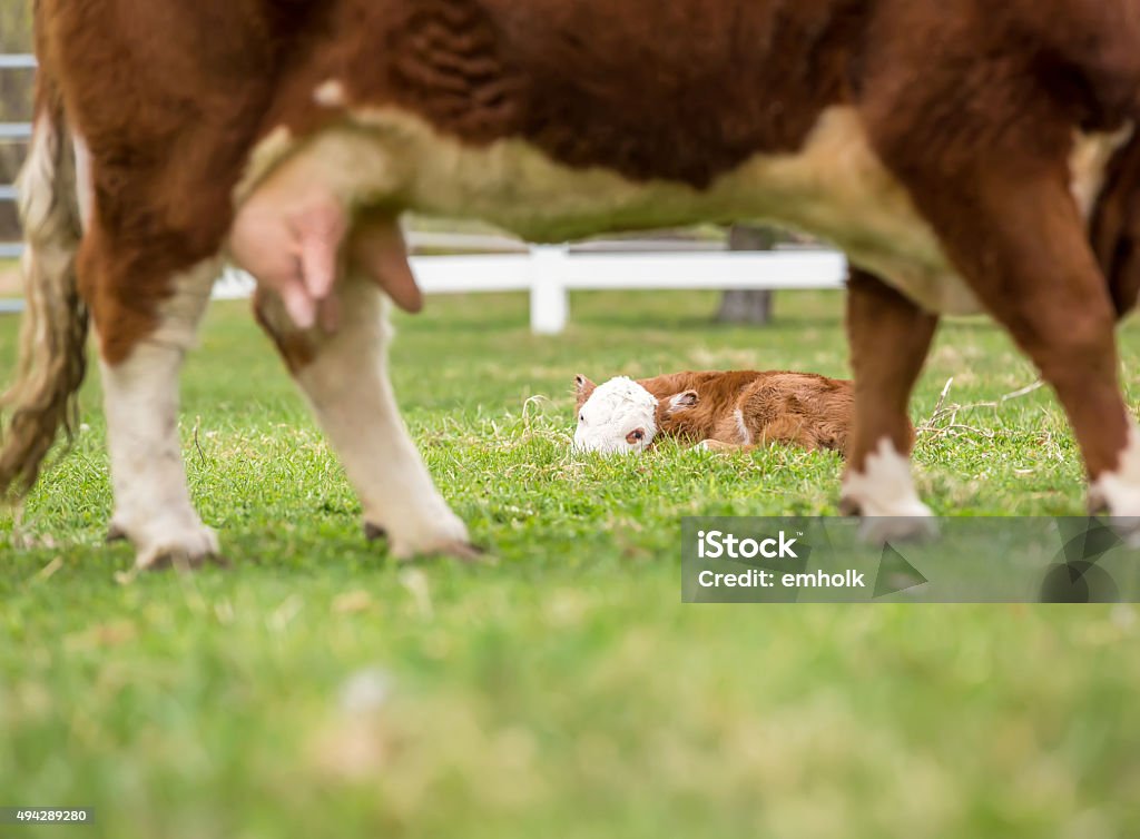 Hereford Calf Resting in Pasture, Viewed Beneath Cow Newborn brown and white Hereford calf laying in the pasture resting. Image taken from the other side of the cow so that the calf is visible underneath the cow. 2015 Stock Photo