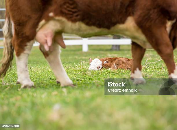 Hereford Calf Resting In Pasture Viewed Beneath Cow Stock Photo - Download Image Now