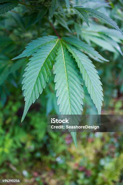 Marijuana Plant Stock Photo - Download Image Now - Cannabis - Narcotic, Cannabis Plant, Hemp