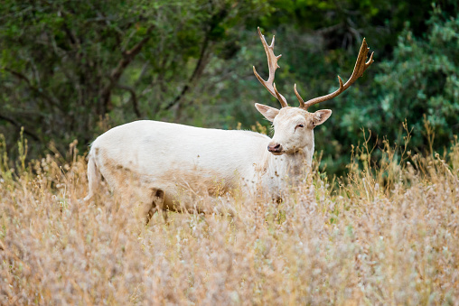 Wild South Texas White Fallow deer in tall grass
