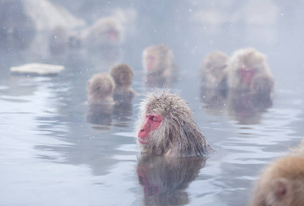 neve macacos em tempo quente molas de nagano, japão. - jigokudani imagens e fotografias de stock
