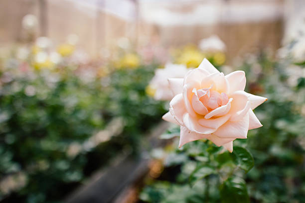 Kwiat różowy Róża w ogrodzie – zdjęcie