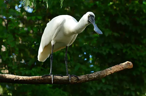 Royal Spoonbill (Platalea regia) stand on a tree branch in the Australian wetland.