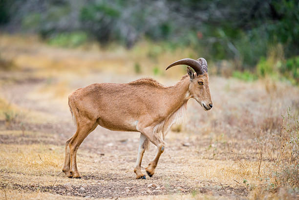 aoudad 시프 - paridigitates 뉴스 사진 이미지