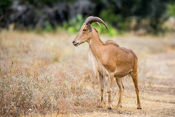 wild mouton - paridigitate mammals photos et images de collection