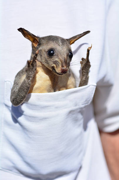 Common brushtail possum Funny baby common brushtail possum sit in a pocket. possum nz stock pictures, royalty-free photos & images
