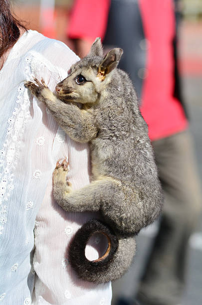Common brushtail possum Baby common brushtail possum on shoulder of a woman. possum nz stock pictures, royalty-free photos & images