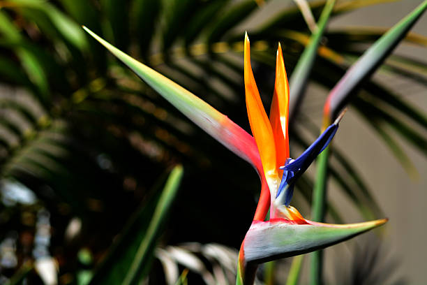 istock Bird of paradise flower - Strelitzia reginae 494293246