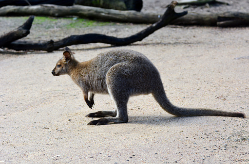 Antilopine kangaroo (Macropus antilopinus) in the Australian outback.