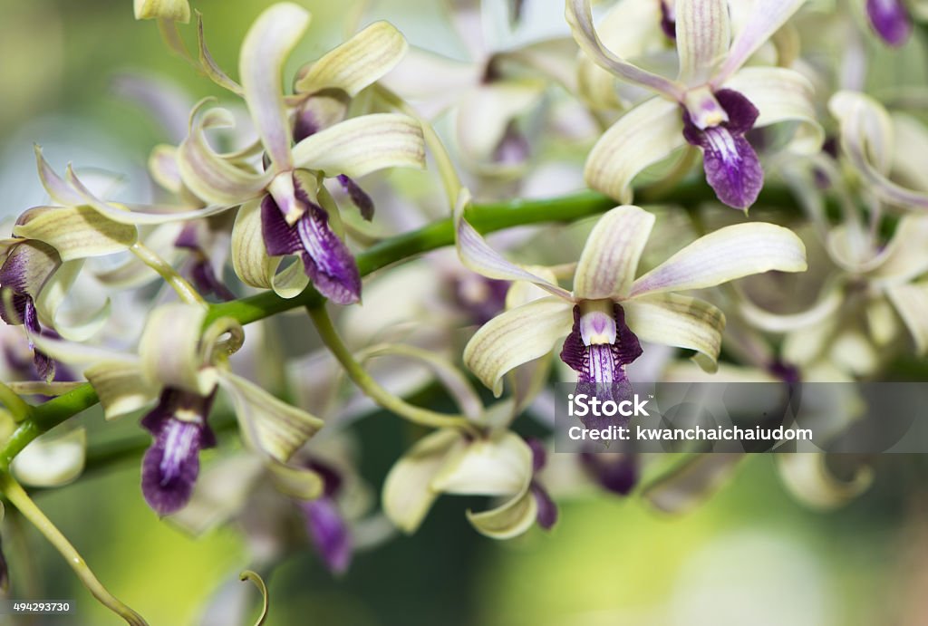 Foto de Híbrido Verde E Roxo Dendrobium Flor De Orquídea e mais fotos de  stock de 2015 - 2015, Alimento Transgênico, Beleza natural - Natureza -  iStock