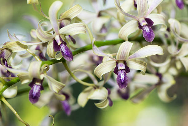 Foto de Híbrido Verde E Roxo Dendrobium Flor De Orquídea e mais fotos de  stock de 2015 - 2015, Alimento Transgênico, Beleza natural - Natureza -  iStock