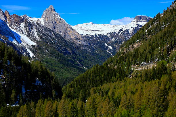 istock Dolomites italian alpine paradise, wilderness valley, pine tree woods 494293760