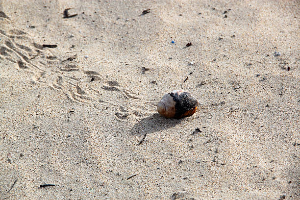 A Hermit Crab (Paguroidea) leaves a trail across the beach on Santa Fe Island.