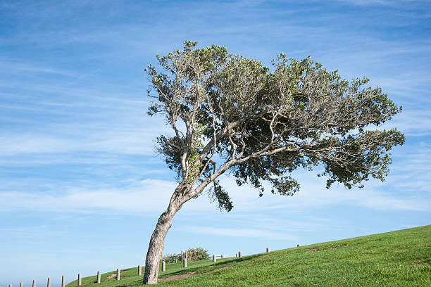 A very old, twisted Olive tree in a Greek landscape