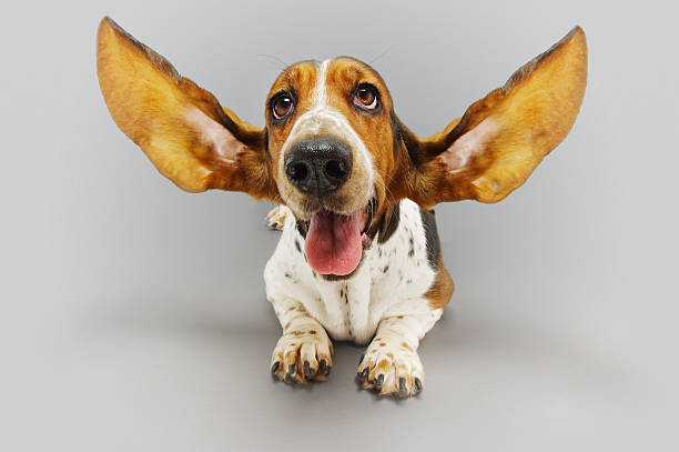 istock Basset Hound Sitting With Ears Extended 494294801