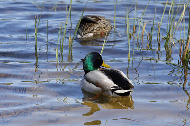 Ducks in water stock photo