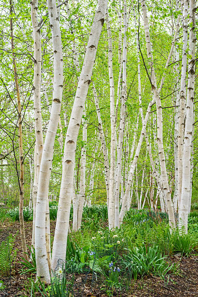 betula papyrifera - betula papyrifera foto e immagini stock